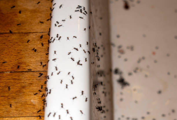 Best Ant Control Services  in Lockport, IL