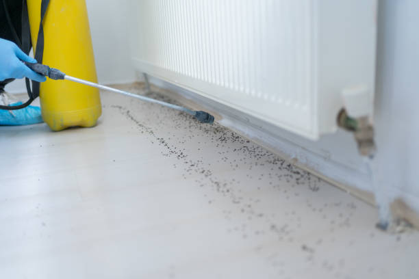 Reliable Lockport, IL Pest Control Solutions